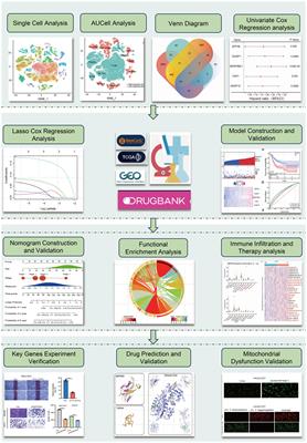 Development and validation of a hypoxia- and mitochondrial dysfunction- related prognostic model based on integrated single-cell and bulk RNA sequencing analyses in gastric cancer